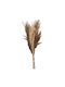 Μπουκέτο από Pampas grass 58cm