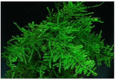 Misirlis Aquarium Vesicularia Dubyana Christmas Moss Lebende Aquariumspflanze 11735