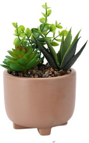 Succulent Plant in Brown Pot 19cm