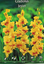 Gemma S6 Gladiolus Bulb Yellow