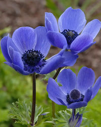 ANEMONE Mr. Fokker PACK OF 10 BULBS