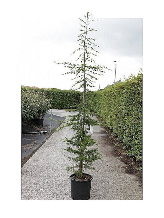 OEM Cedrus libani (Cedrus libani) - 30 lt - 150/175