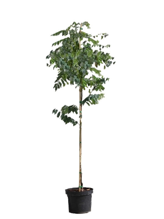 OEM Akazie Robinienbaum (Robinia pseudoacacia) - 30 lt - 300/350