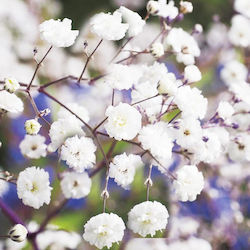 Gypsophila Alb Baby's Breath - Semințe de 0.3g