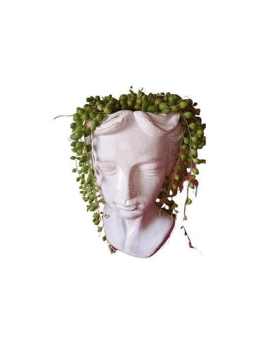 Αφροδίτη (Venus)-open plant terrarium