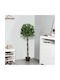 Δάφνη Εξωτερικού Χώρου 120cm 2τμχ Outsunny