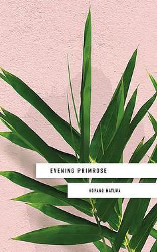 Evening Primrose Evening Primrose