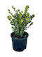 Green Leaf Buxus faulkner