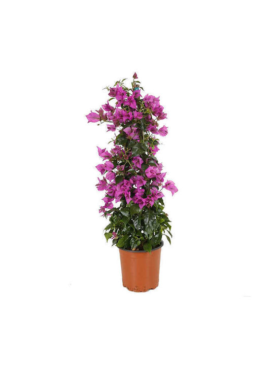 OEM Bougainvillea - 4 lt - 80/100