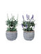 Künstliche Pflanze im Töpfchen Violett 11,5x11,5x23 Weiß 23cm Bizzotto