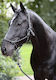 Kerbl Horse Accessories Halter 3297746