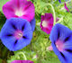 Gemma Семена Ipomoea 2гр