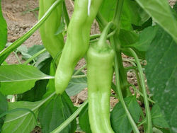 F1 Seeds Peppers 1000pcs