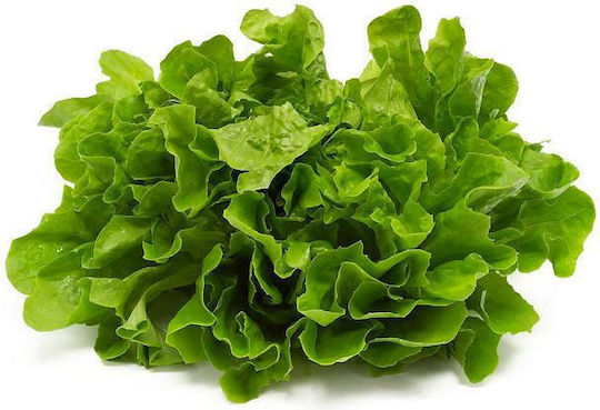 Geniki Fytotechniki Athinon Seeds Lettuce Salad