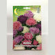 Primasem Samen Aster
