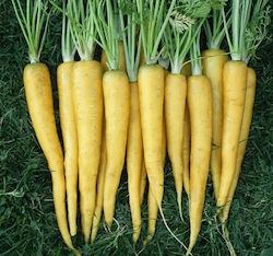 Γενική Φυτοτεχνική Αθηνών Seeds Carrot