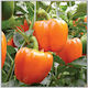 Geniki Fytotechniki Athinon Samen Paprika Flask...