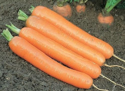 Syngenta Seeds Carrot 100000pcs