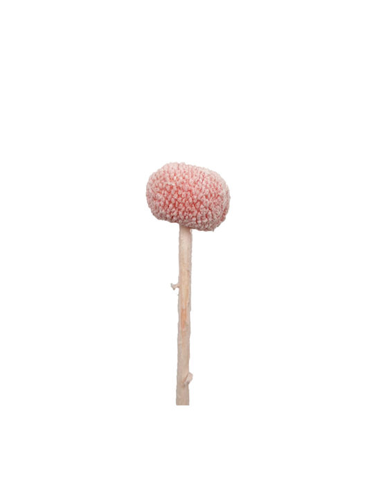 Getrocknete Pflanze Gänseblümchen Rosa 60cm 1Stück