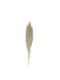 Dried Plant Pampas Grass