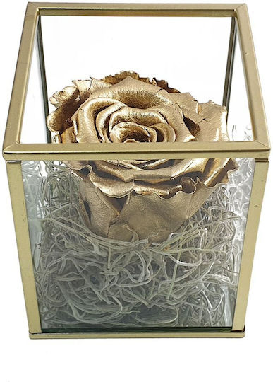 Eternal Rose Gold 800cm in Yala