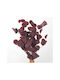 Decorative Artificial Flower Eucalyptus Burgundy Diosera