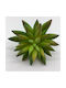 Artificial Decorative Branch Succulent Plant 8.5cm Riniotis