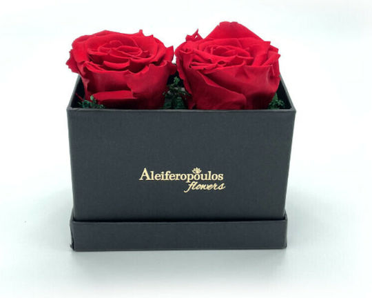 Ewige Rose Rot 9cm in Box Aleiferopoulos Flowers