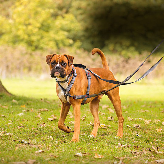 Halti Dog Leash/Lead Training Strap in Black color 2m x 1.5cm