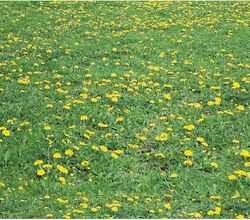 Ursus Χαρτόνι Κανσόν Floral 50x68εκ. Πράσινο