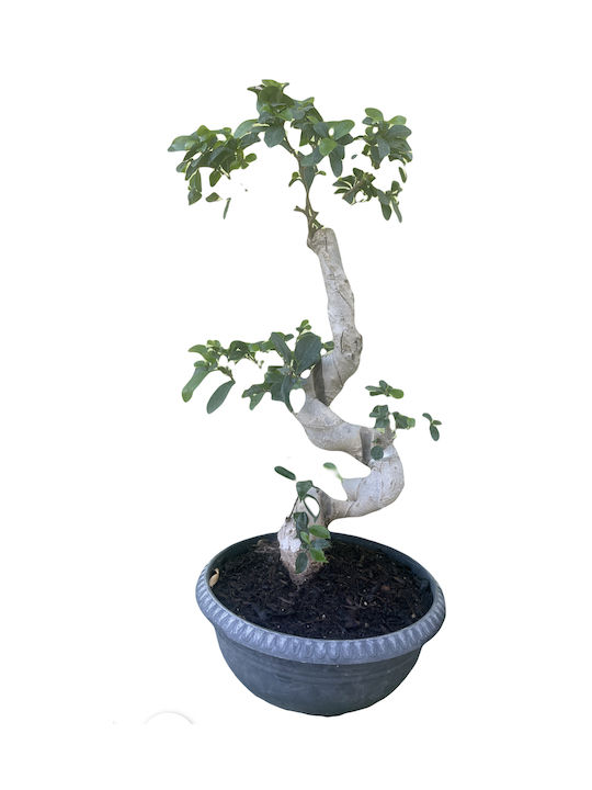 Bonsai