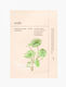 Ondo Beauty 365 Probiotics & Cica Water Sheet Mask 25ml