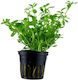 Tropica Bacopa Compact Bacopa Live Aquarium Plant