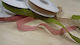 Kappa Decor Ribbon Pink