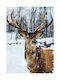 Walls Poster Deer Walls 102583 02 09 015 020 15x20cm