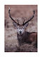 Walls Poster Wild Deer 15x20cm