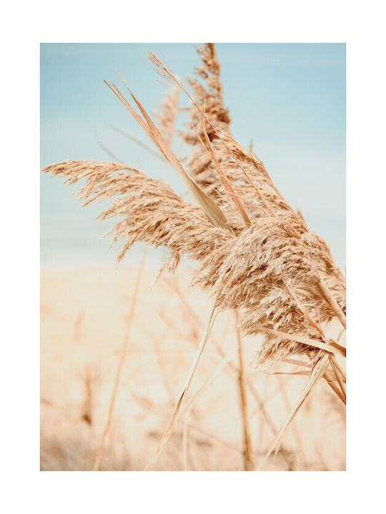 Walls Αφίσα Pampas Φυτά 15x20cm