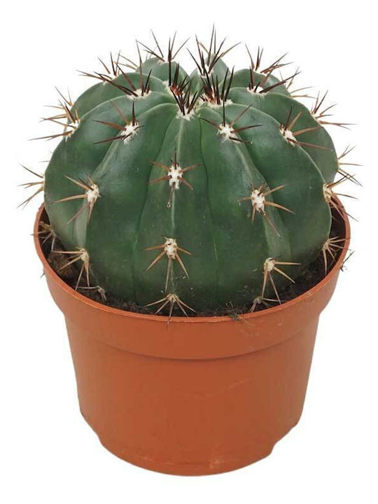 Melocactus Maxonii Without Cephlalium 13cm