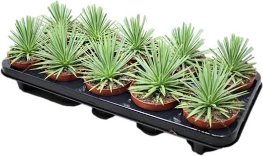 Agave Stricta 'nana' 13cm