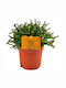 Green Leaf Cactus Cactus