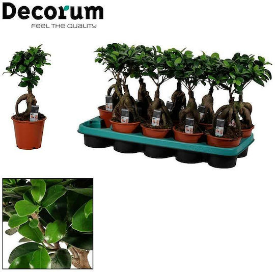 Ficus Microcarpa Ginseng 12cm Ficus Microcarpa Ginseng 12cm
