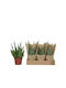 Green Leaf Sukkulenten Höhe 25cm