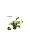 Epipremnum 'marble Queen' 12cm