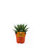 Green Leaf Suculent