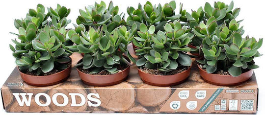 Crassula 'minova Magic' 12cm