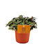 Tradescantia 'silver Sicilian' 10.5cm