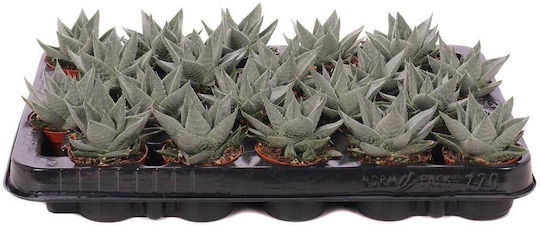 Haworthia 'savanna' 6cm Haworthia 'savanna' 6cm