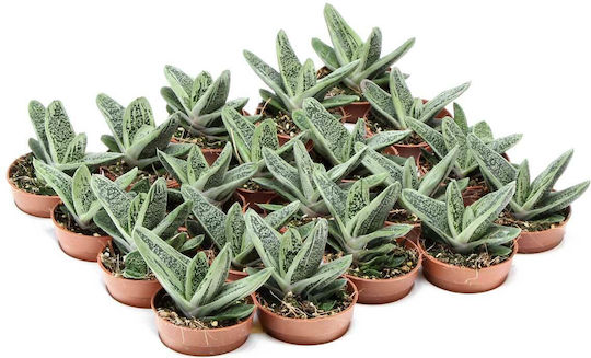 Gasteria 'Little Warty' 5.5cm