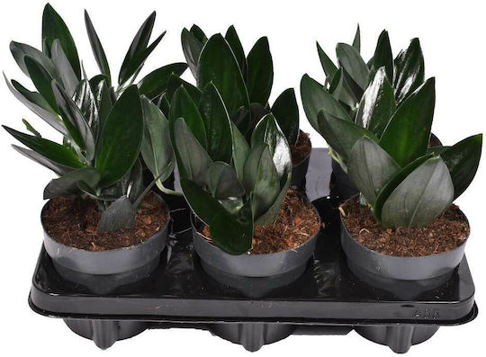 Scindapsus Treubii 'dunkle Form' 12cm
