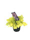 Green Leaf Heuchera Height 25cm